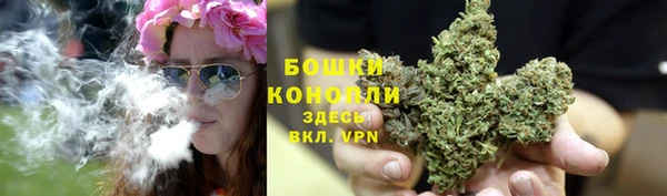 прущие грибы Пестово