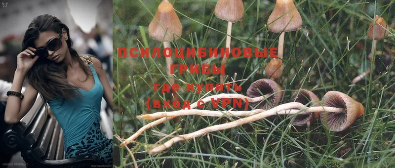 Галлюциногенные грибы Psilocybe  Чишмы 