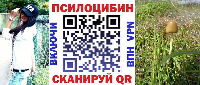 магазин продажи   Чишмы  Псилоцибиновые грибы Cubensis 